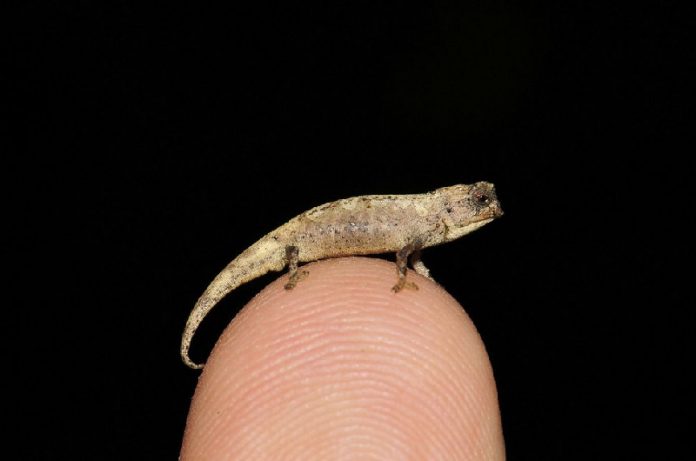 Madagascar - El reptil mas pequeño del mundo