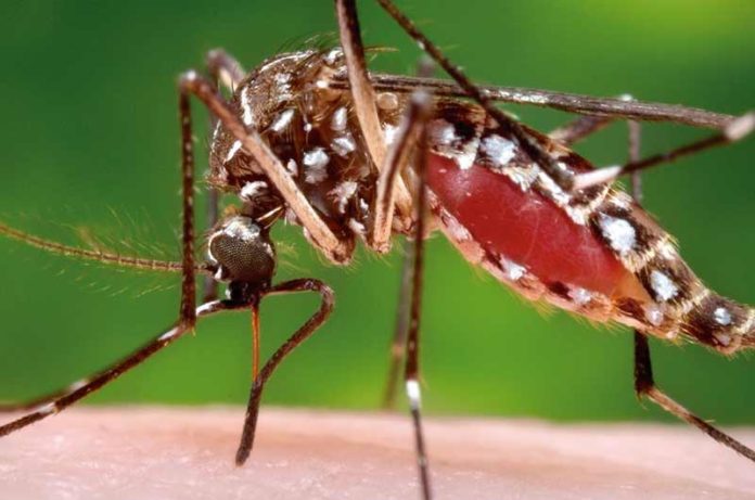 Descubren Qué Sustancias Del Olor Corporal Humano Atraen Más A Los Mosquitos