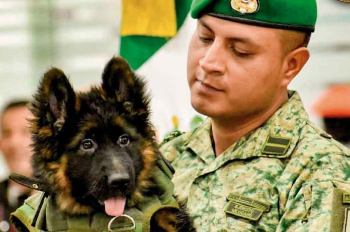 México recibe a Arkadas, el cachorro que Turquía donó en honor a Proteo